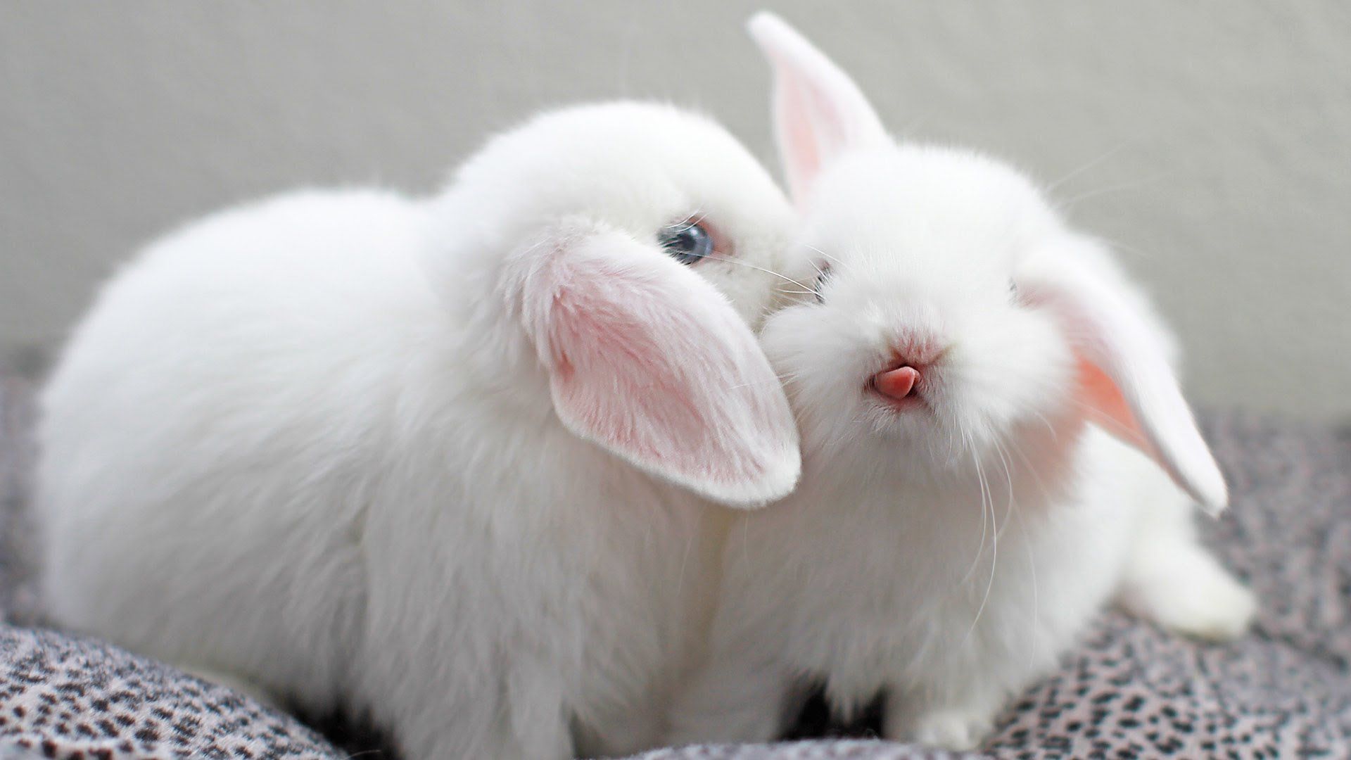 White rabbit Wallpaper 4K Newborn Baby bunny 444