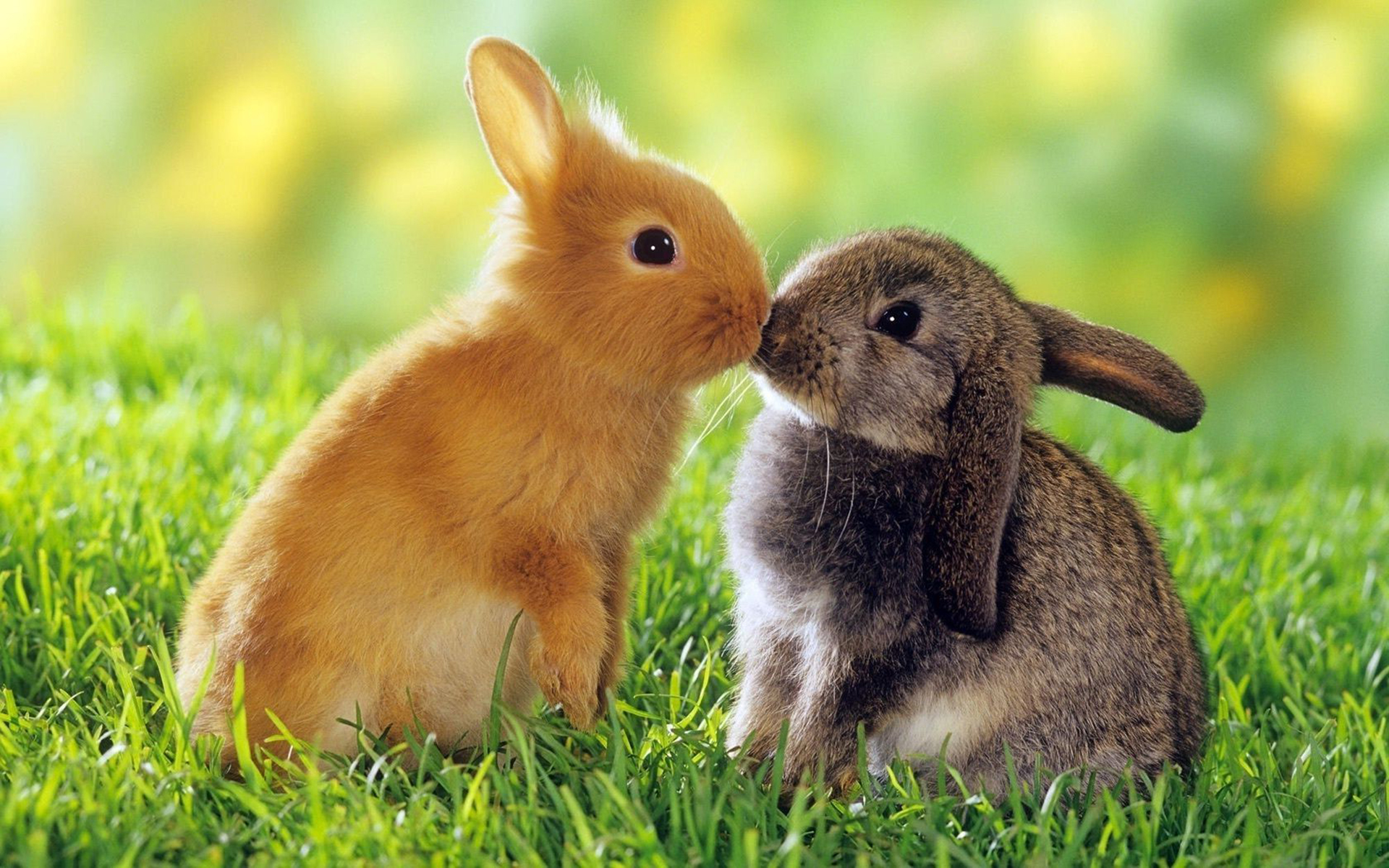 Cute Bunnies HD Cute 4k Wallpapers Images Backgrounds Photos and  Pictures
