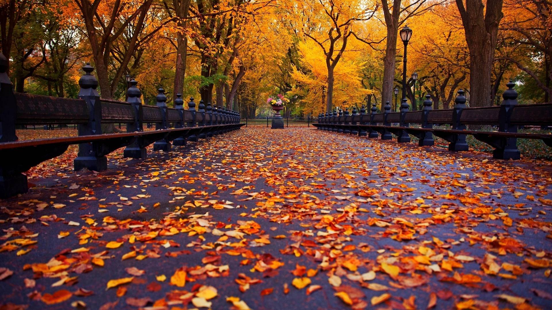 Autumn Wallpaper Images - Free Download on Freepik