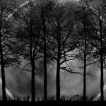 Dark Forest Background HD.