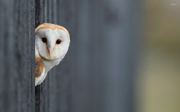 Owl Wallpapers HD High Resolution