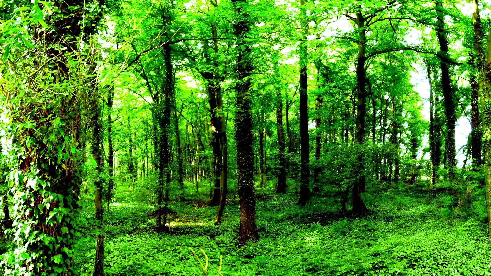 Forest HD Background Free download 