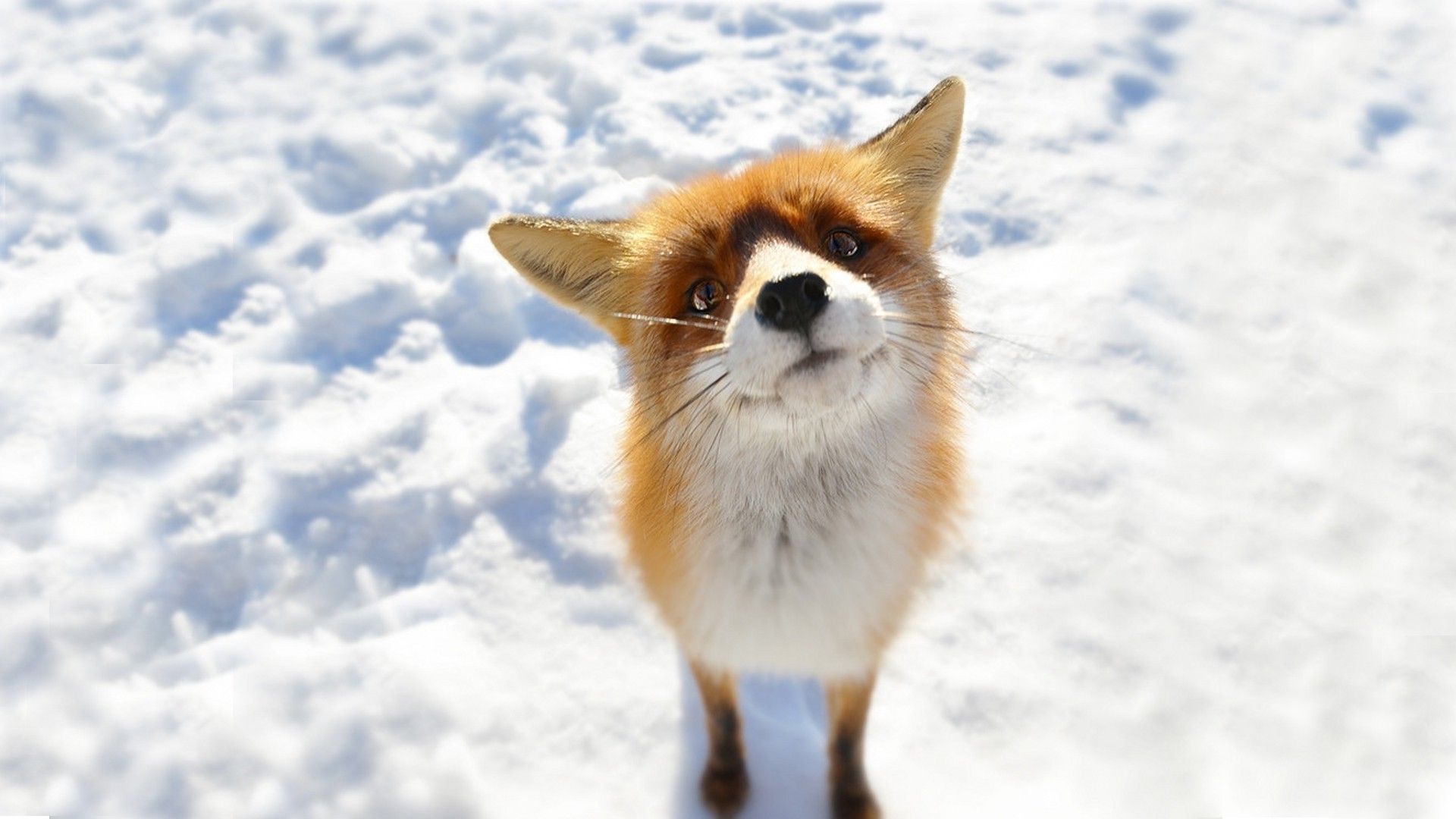 Fox in snow Fox Cute fox
