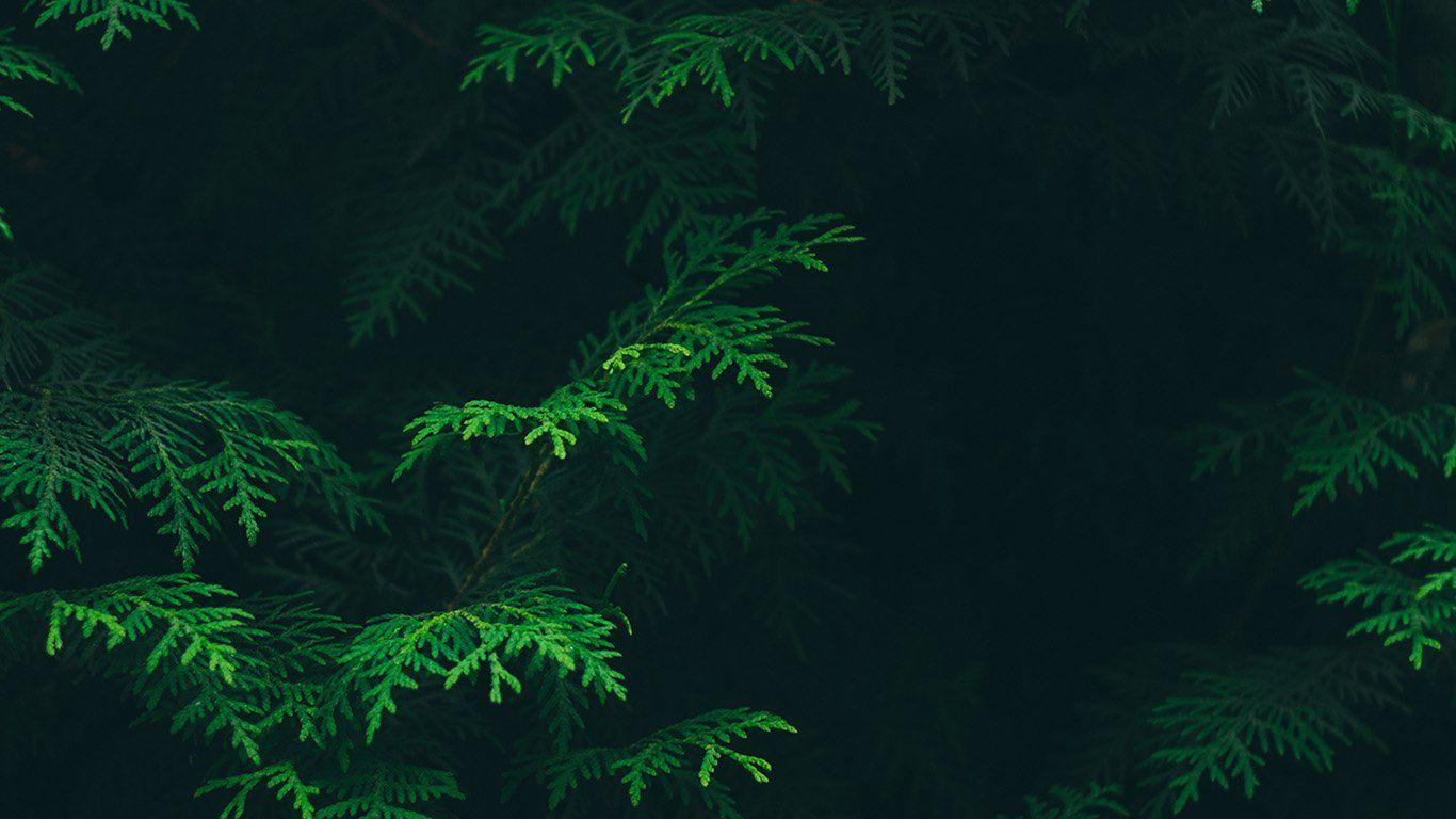 Green Aesthetic Computer Wallpapers  Wallpaper Cave