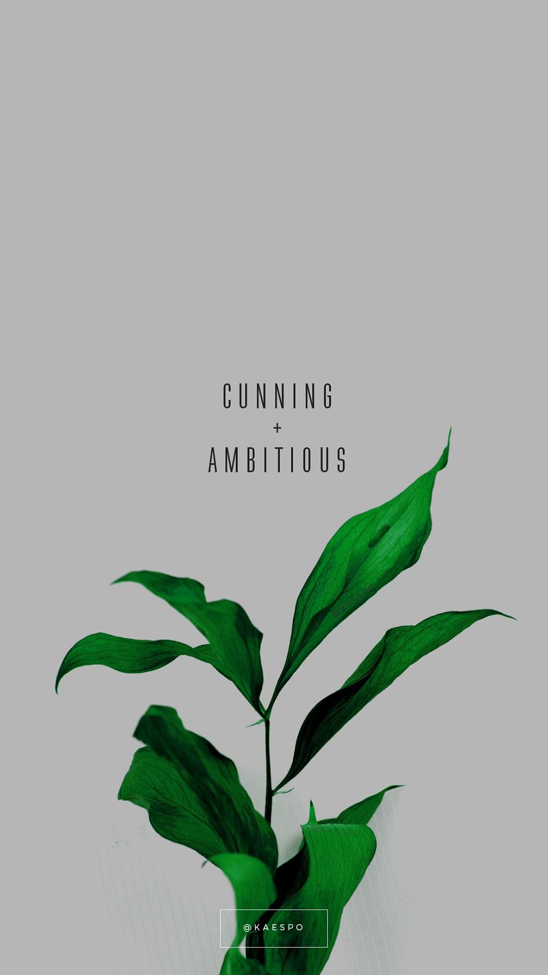 Plant iPhone Wallpapers  Top Free Plant iPhone Backgrounds   WallpaperAccess