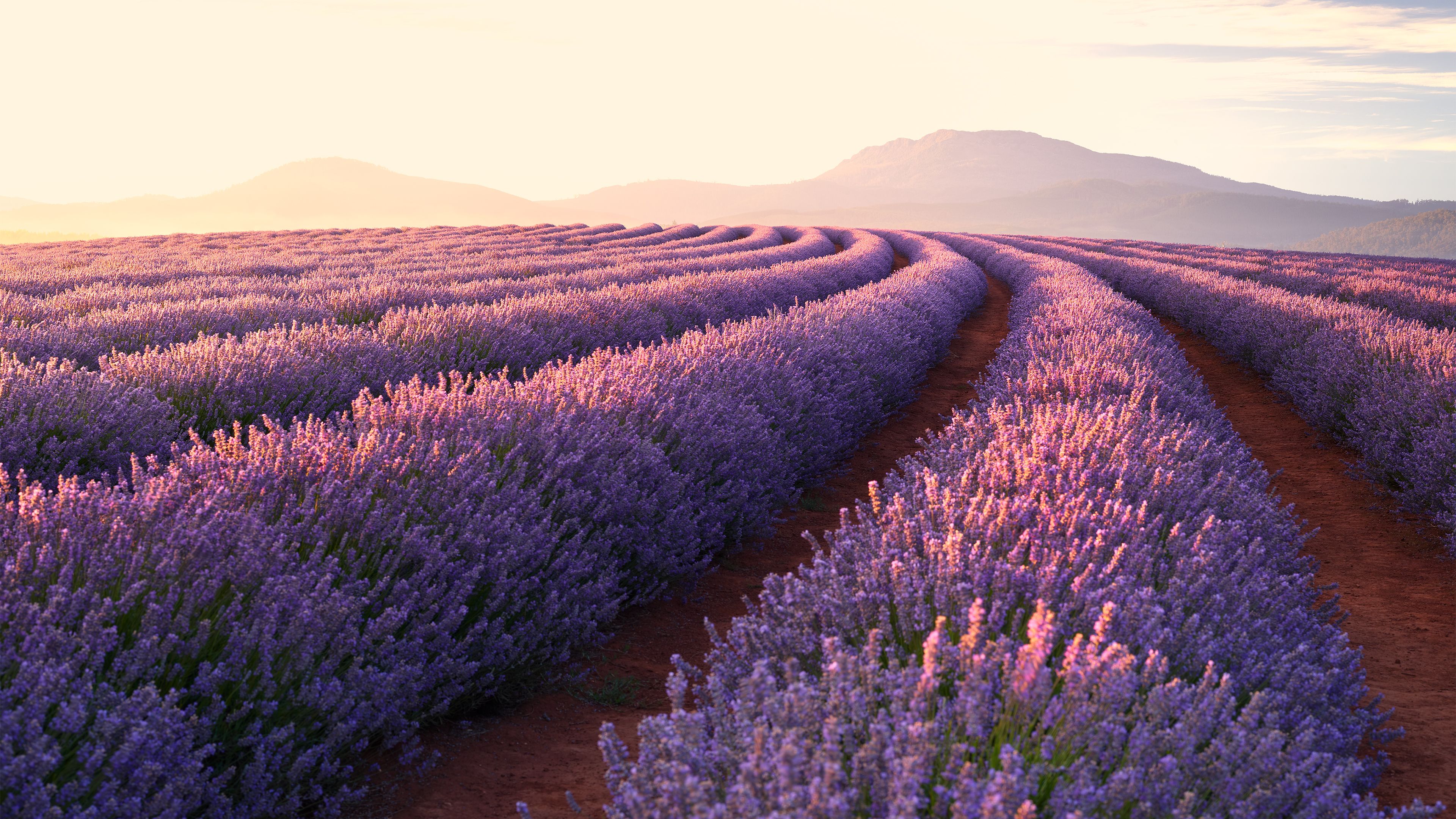 Lavender flowers plants field purple HD wallpaper  Peakpx