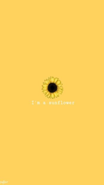 Cute Sunflower Backgrounds HD
