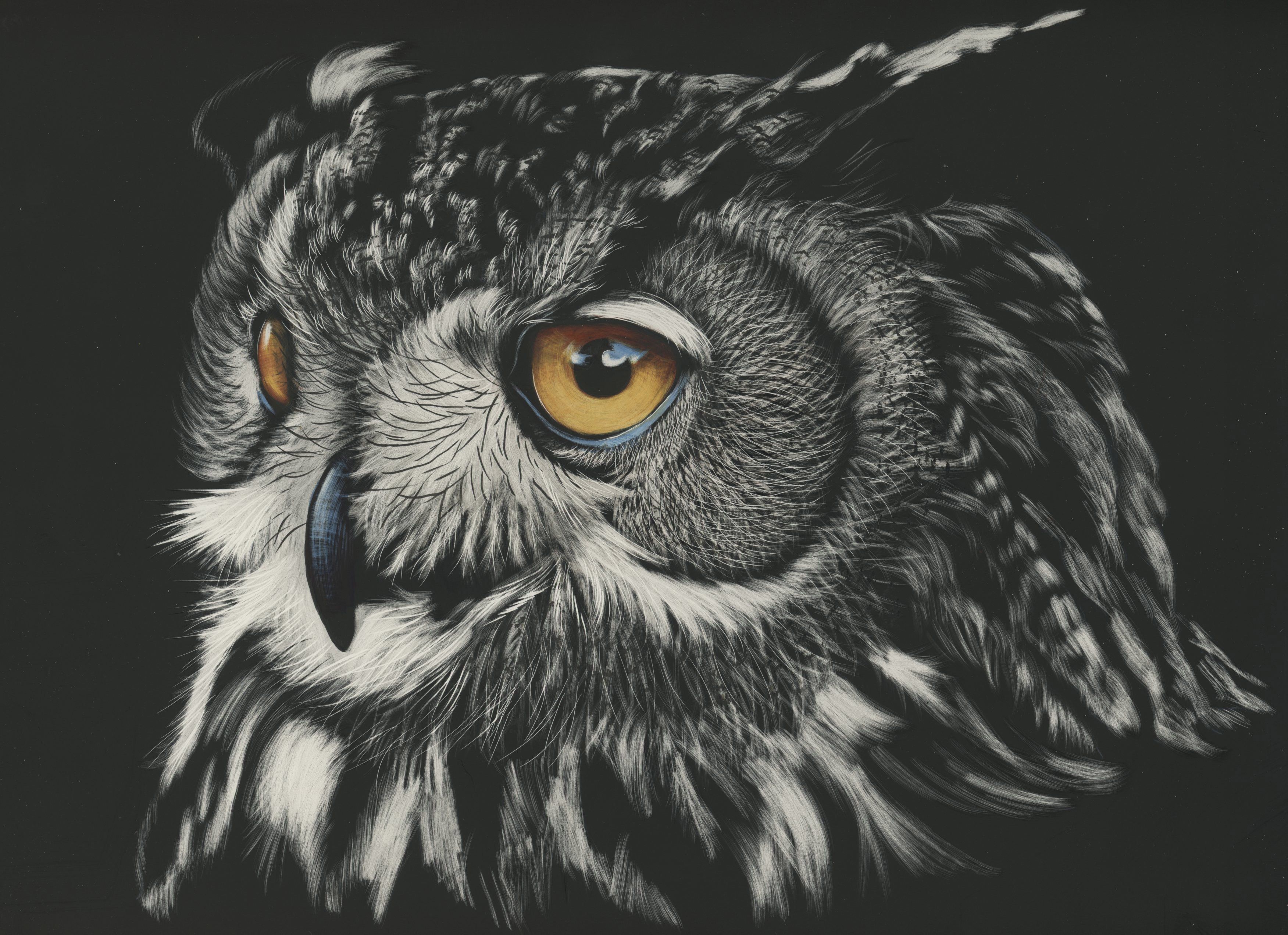 Animal Owl 4k Ultra HD Wallpaper