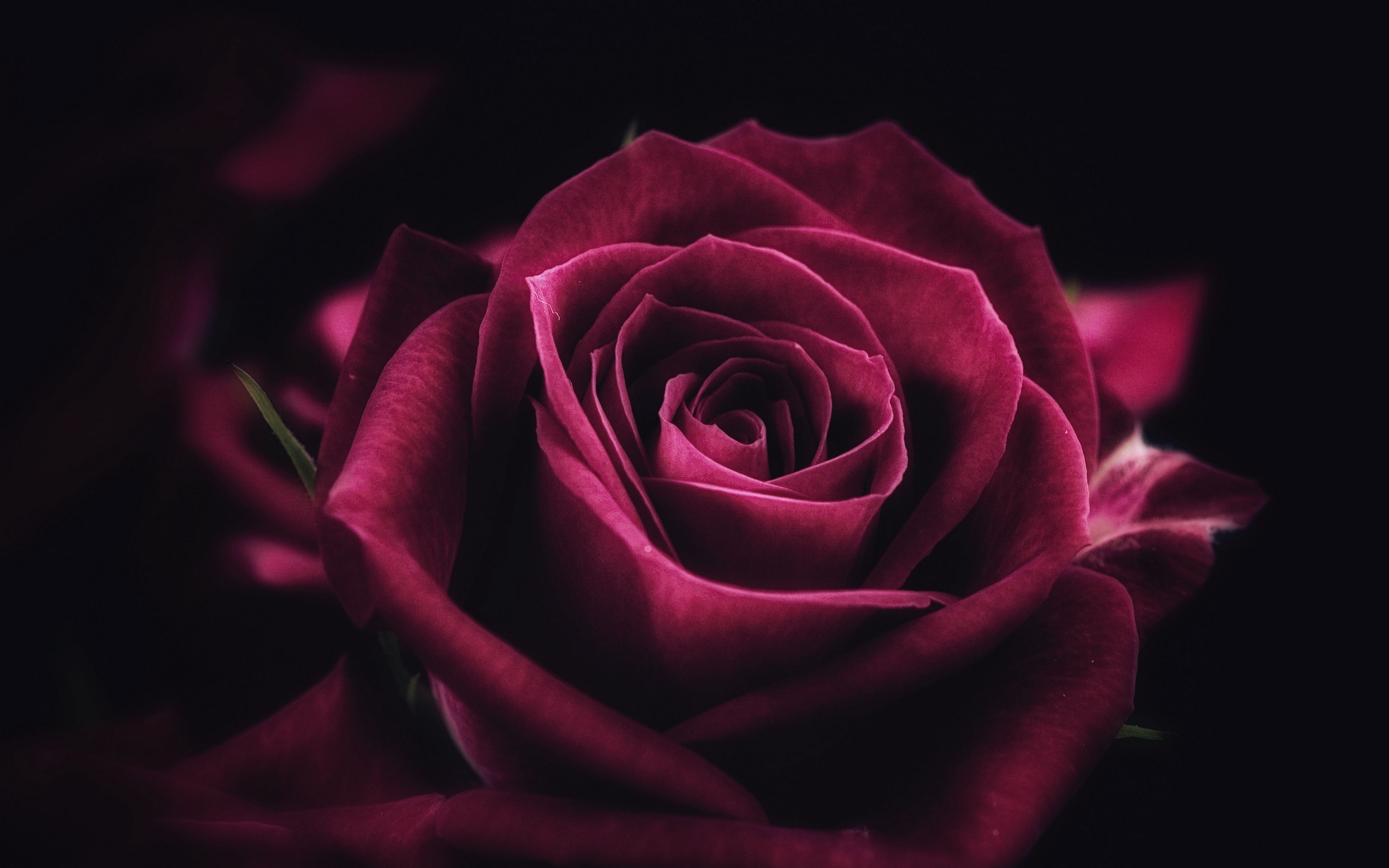Rose Wallpapers: Free HD Download [500+ HQ]