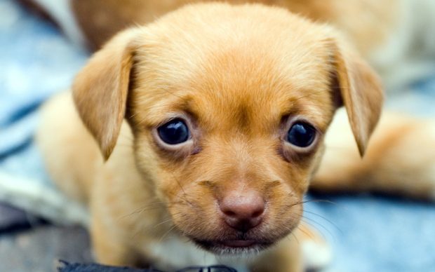 Wallpaper Cute Puppies Wallpaper High Quality.