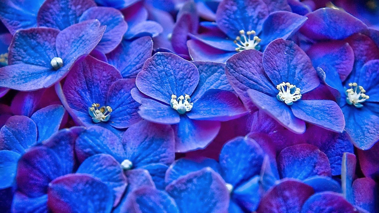 Download Wallpaper 480x800 colors composition dark petals HTC Samsung  Galaxy S22 Ace 480x800 HD Back  Blue flowers Blue flower wallpaper  Dark blue flowers