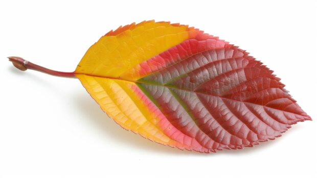 A close up of a single leaf with vibrant fall colors.