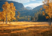 A golden meadow with scattered trees in fall colors HD.