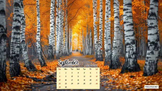A path through a birch forest with yellow leaves september 2024 calendar.