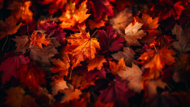 Beautiful Fall Leaves Wallpaper HD.