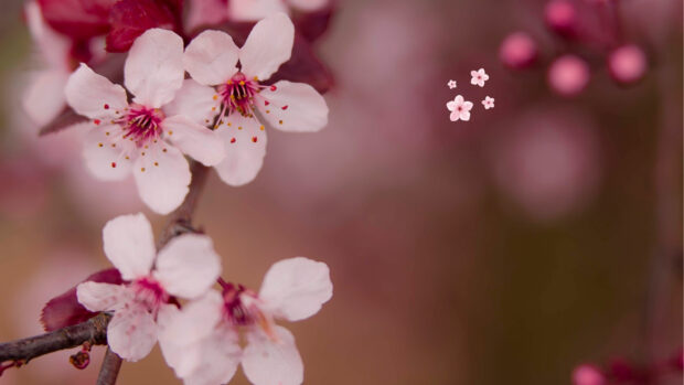 Cool Sakura Spring Wallpaper.