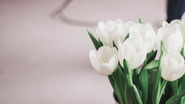 Cute Spring Tulip Backgrounds.