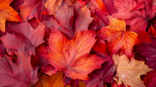 Fall Aesthetic for Desktop Wallpaper with A close up of red and orange maple leaves.