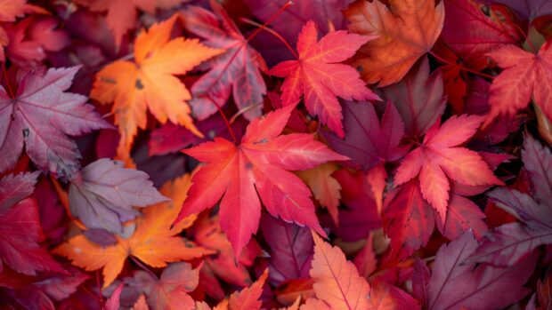 Fall Leaves HD Wallpaper.
