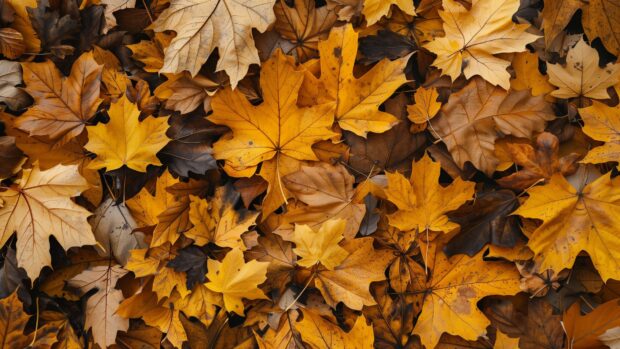 Fall Leaves Wallpaper High Quality.