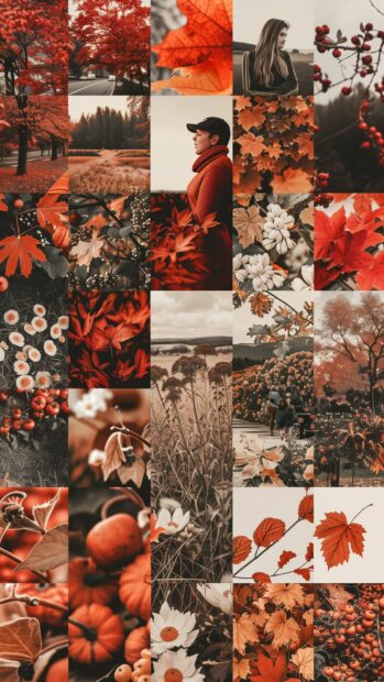 Fall aesthetic photos featuring vibrant red, orange, and yellow leaves, cozy autumn scenes.