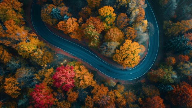 Fall scenery wallpaper HD for desktop with A road through a forest with autumn colors.
