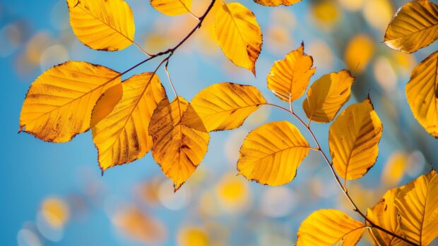Free Download Fall Foliage Wallpaper for Windows.