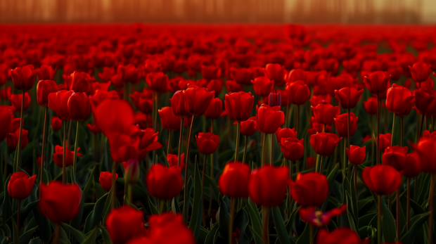 Red Tulip flower field HD background.