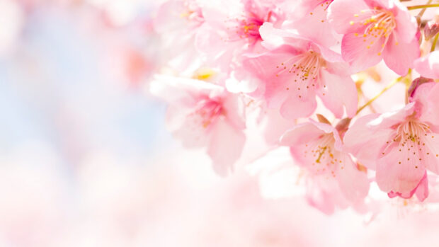 Cute Spring Backgrounds Free Download