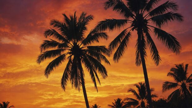 Summer 8K Desktop Wallpaper with palm trees silhouetted against a fiery sunset sky, their fronds outlined in shades of orange and gold.