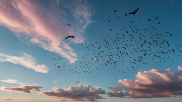 Tranquil summer sky wallpaper with birds flying against a backdrop of soft pink and blue.