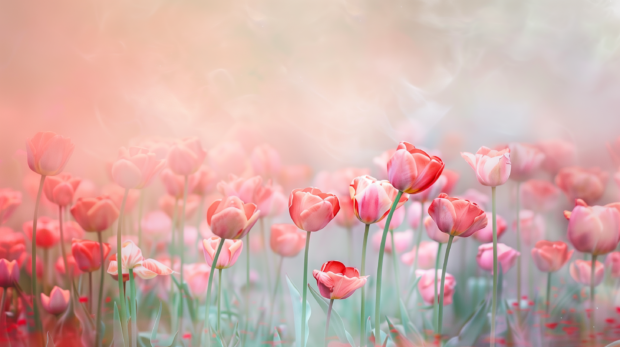 Tulip flower field, photography, soft pastel background.
